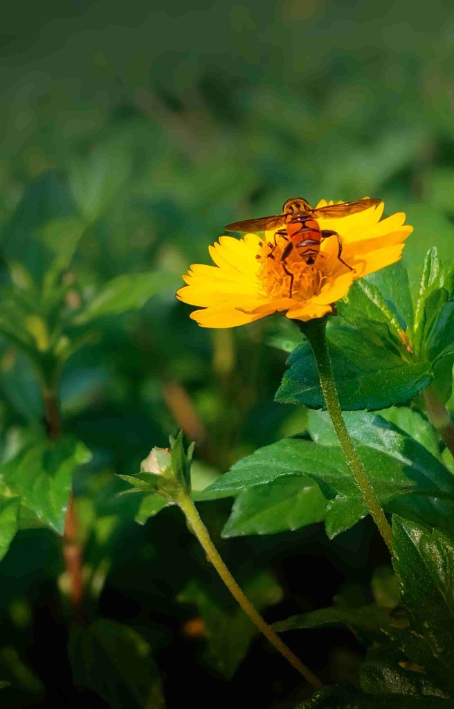 ভ্রমর